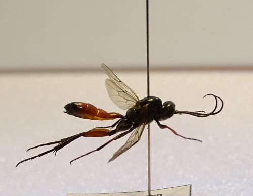 Ctenopelmatinae